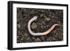 Common Earthworm-Colin Varndell-Framed Photographic Print