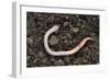 Common Earthworm-Colin Varndell-Framed Photographic Print