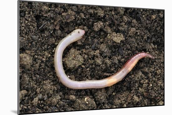 Common Earthworm-Colin Varndell-Mounted Photographic Print
