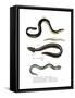 Common Eel-null-Framed Stretched Canvas