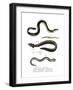 Common Eel-null-Framed Giclee Print