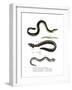 Common Eel-null-Framed Giclee Print