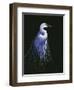 Common Egret in Breeding Plumage-Michael Budden-Framed Giclee Print