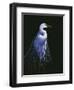 Common Egret in Breeding Plumage-Michael Budden-Framed Giclee Print