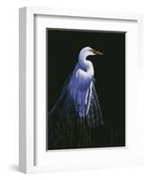 Common Egret in Breeding Plumage-Michael Budden-Framed Giclee Print