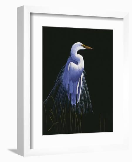 Common Egret in Breeding Plumage-Michael Budden-Framed Giclee Print