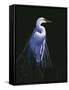 Common Egret in Breeding Plumage-Michael Budden-Framed Stretched Canvas