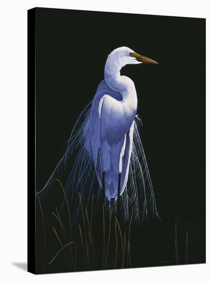 Common Egret in Breeding Plumage-Michael Budden-Stretched Canvas