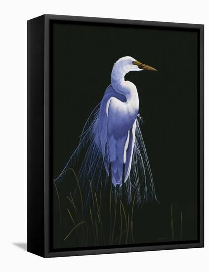 Common Egret in Breeding Plumage-Michael Budden-Framed Stretched Canvas