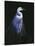 Common Egret in Breeding Plumage-Michael Budden-Stretched Canvas