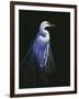 Common Egret in Breeding Plumage-Michael Budden-Framed Premium Giclee Print