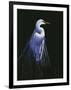 Common Egret in Breeding Plumage-Michael Budden-Framed Premium Giclee Print