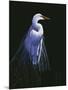 Common Egret in Breeding Plumage-Michael Budden-Mounted Premium Giclee Print