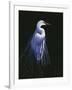 Common Egret in Breeding Plumage-Michael Budden-Framed Giclee Print