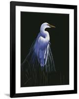Common Egret in Breeding Plumage-Michael Budden-Framed Giclee Print