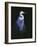 Common Egret in Breeding Plumage-Michael Budden-Framed Giclee Print