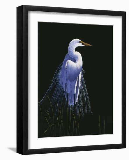 Common Egret in Breeding Plumage-Michael Budden-Framed Giclee Print