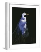 Common Egret in Breeding Plumage-Michael Budden-Framed Giclee Print