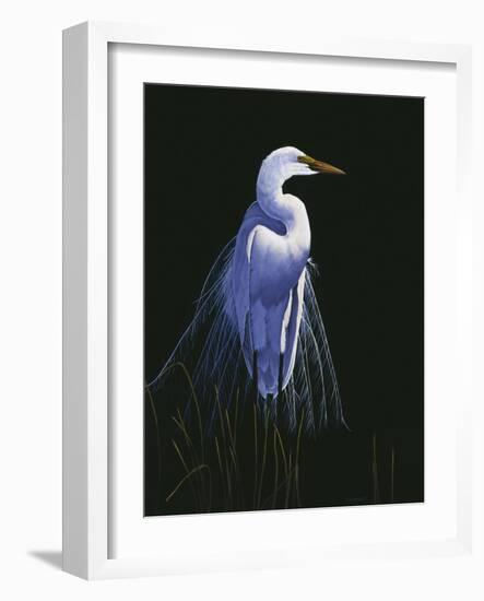 Common Egret in Breeding Plumage-Michael Budden-Framed Giclee Print