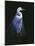 Common Egret in Breeding Plumage-Michael Budden-Mounted Giclee Print