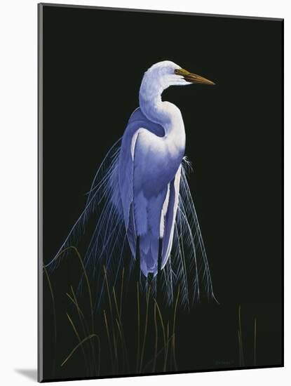 Common Egret in Breeding Plumage-Michael Budden-Mounted Giclee Print