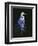 Common Egret in Breeding Plumage-Michael Budden-Framed Premium Giclee Print