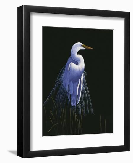 Common Egret in Breeding Plumage-Michael Budden-Framed Premium Giclee Print