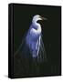 Common Egret in Breeding Plumage-Michael Budden-Framed Stretched Canvas