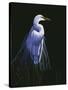 Common Egret in Breeding Plumage-Michael Budden-Stretched Canvas