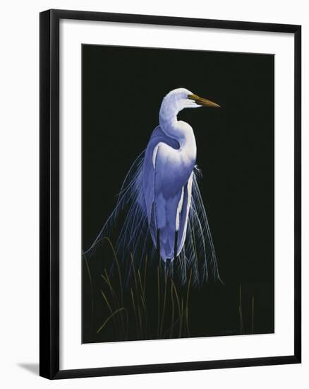 Common Egret in Breeding Plumage-Michael Budden-Framed Giclee Print