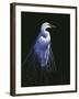 Common Egret in Breeding Plumage-Michael Budden-Framed Giclee Print