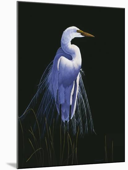 Common Egret in Breeding Plumage-Michael Budden-Mounted Giclee Print