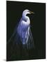 Common Egret in Breeding Plumage-Michael Budden-Mounted Giclee Print