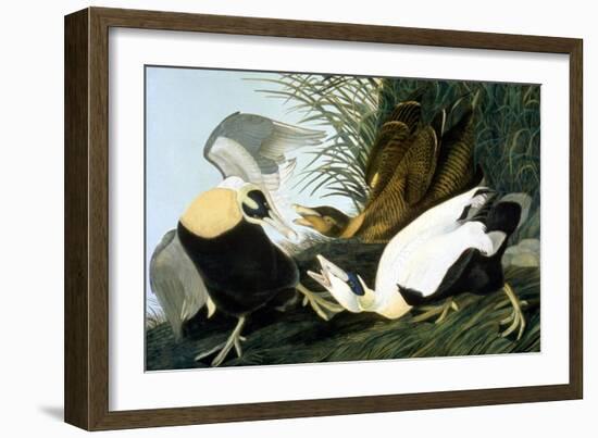 Common Eider, Eider Duck-John James Audubon-Framed Giclee Print