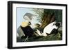 Common Eider, Eider Duck-John James Audubon-Framed Giclee Print