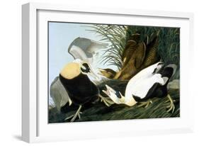 Common Eider, Eider Duck-John James Audubon-Framed Giclee Print