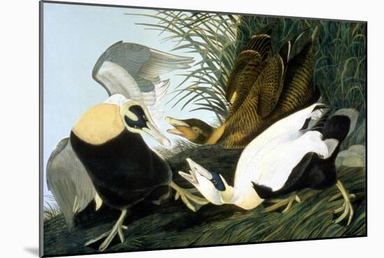 Common Eider, Eider Duck-John James Audubon-Mounted Giclee Print