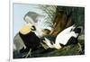 Common Eider, Eider Duck-John James Audubon-Framed Giclee Print