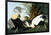 Common Eider, Eider Duck-John James Audubon-Framed Giclee Print