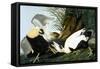 Common Eider, Eider Duck-John James Audubon-Framed Stretched Canvas