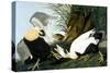 Common Eider, Eider Duck-John James Audubon-Stretched Canvas