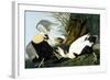 Common Eider, Eider Duck-John James Audubon-Framed Giclee Print