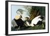 Common Eider, Eider Duck-John James Audubon-Framed Giclee Print