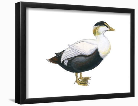 Common Eider (Somateria Mollissima), Duck, Birds-Encyclopaedia Britannica-Framed Poster
