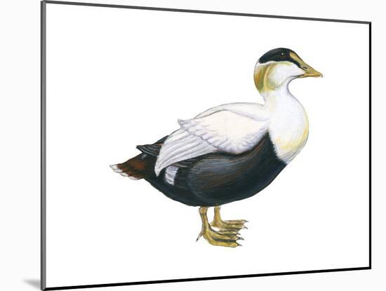 Common Eider (Somateria Mollissima), Duck, Birds-Encyclopaedia Britannica-Mounted Poster