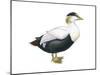 Common Eider (Somateria Mollissima), Duck, Birds-Encyclopaedia Britannica-Mounted Poster