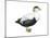 Common Eider (Somateria Mollissima), Duck, Birds-Encyclopaedia Britannica-Mounted Poster