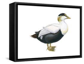 Common Eider (Somateria Mollissima), Duck, Birds-Encyclopaedia Britannica-Framed Stretched Canvas