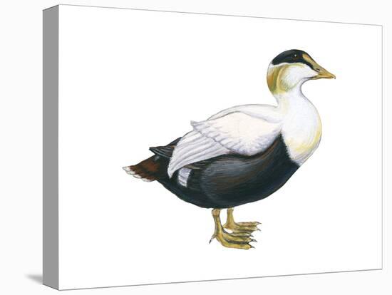 Common Eider (Somateria Mollissima), Duck, Birds-Encyclopaedia Britannica-Stretched Canvas