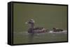 Common Eider (Somateria Mollissima) Female and Chick, Iceland, Polar Regions-James-Framed Stretched Canvas
